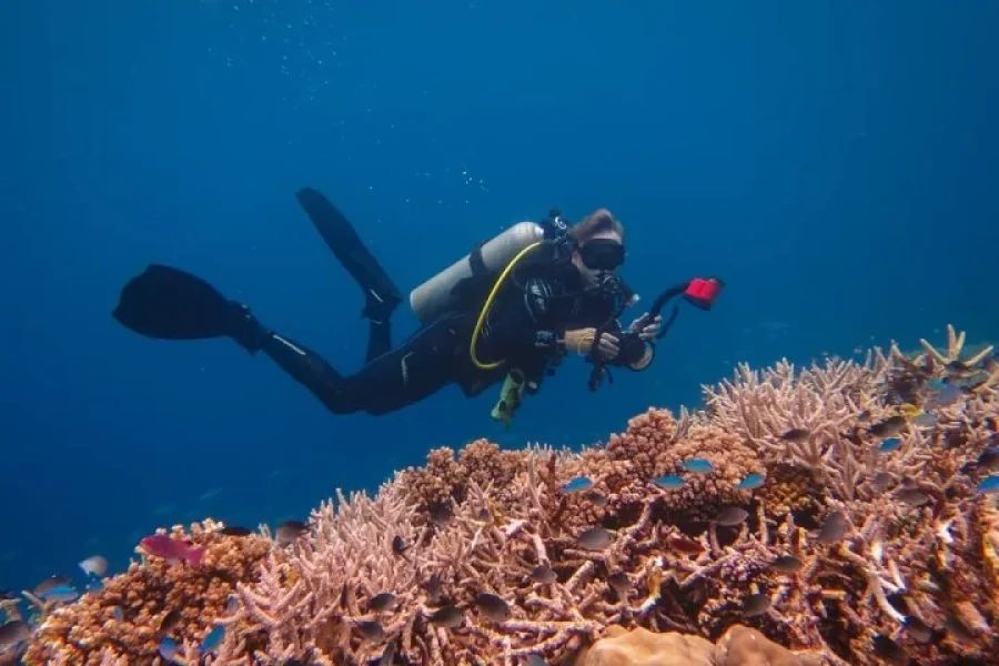 The Top Fiji Half-day Snorkelling Tour (Advance Payment)