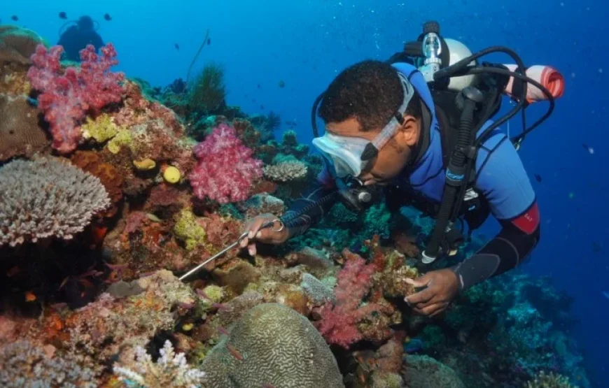 The Top Fiji Scuba Diving (Updated 2026)