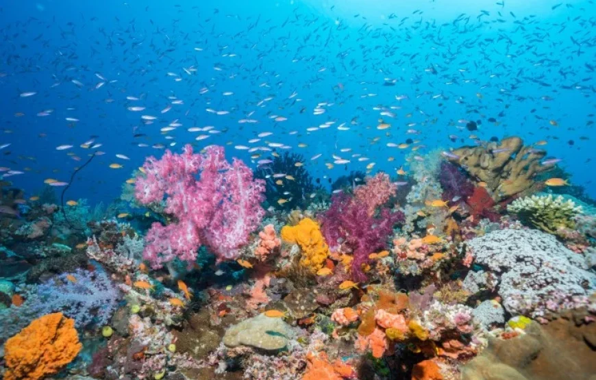 The Top Fiji Scuba Diving (Updated 2026)