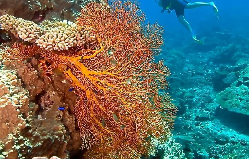 Discover Scuba Diving Fiji