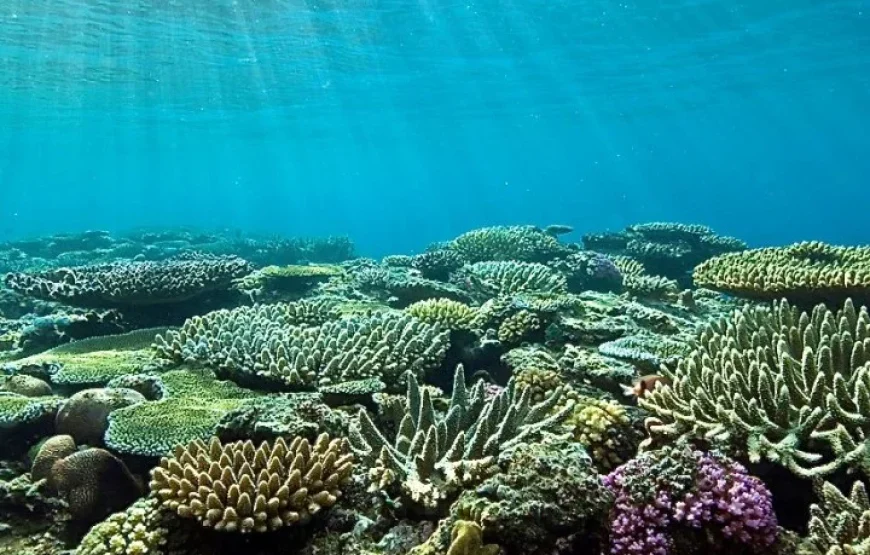 Discover Scuba Diving Fiji