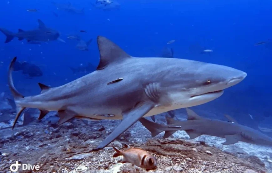 Shark Diving in the Beqa Lagoon Fiji
