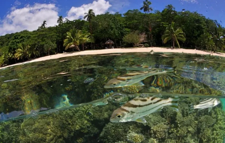 Taveuni Snorkeling Fiji