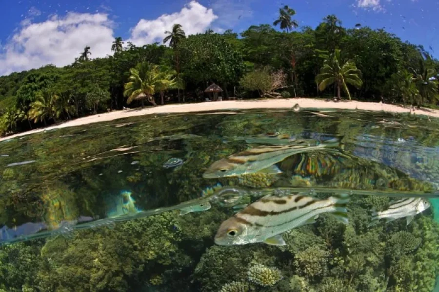 Taveuni Snorkeling Fiji