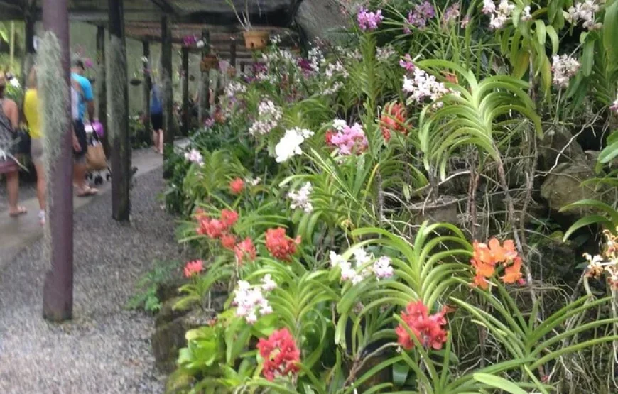 Half Day Tour from Nadi includes Local Markets, Orchid Gardens, and Local Village – Shore Excursions
