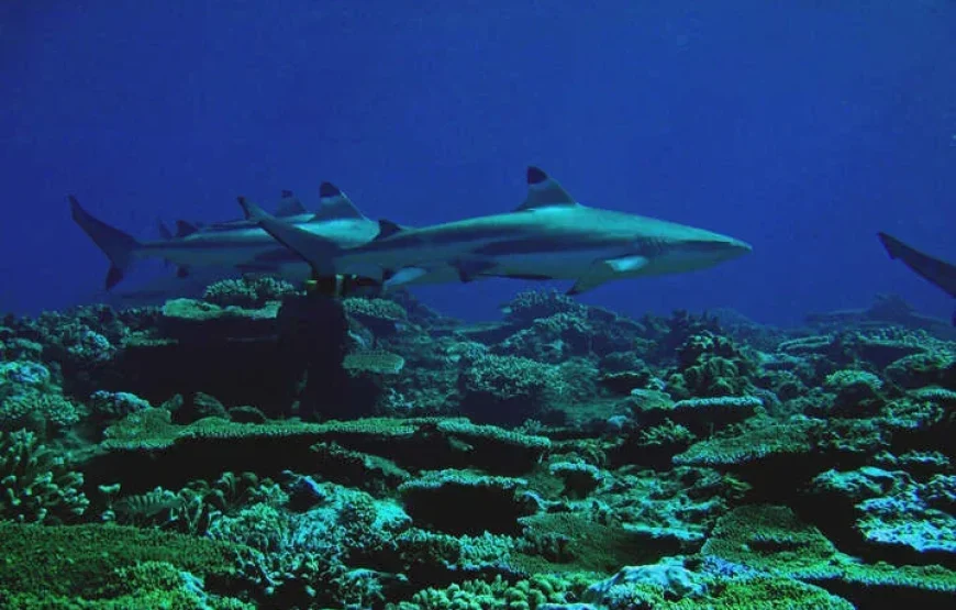 Scuba Diving In Fiji For Having A Lifetime Travel Experience