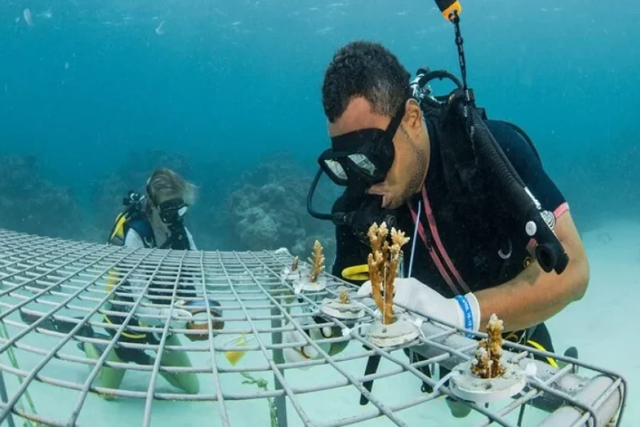 Fiji Sailing Trip | Sabre Fiji Sailing Day Trip