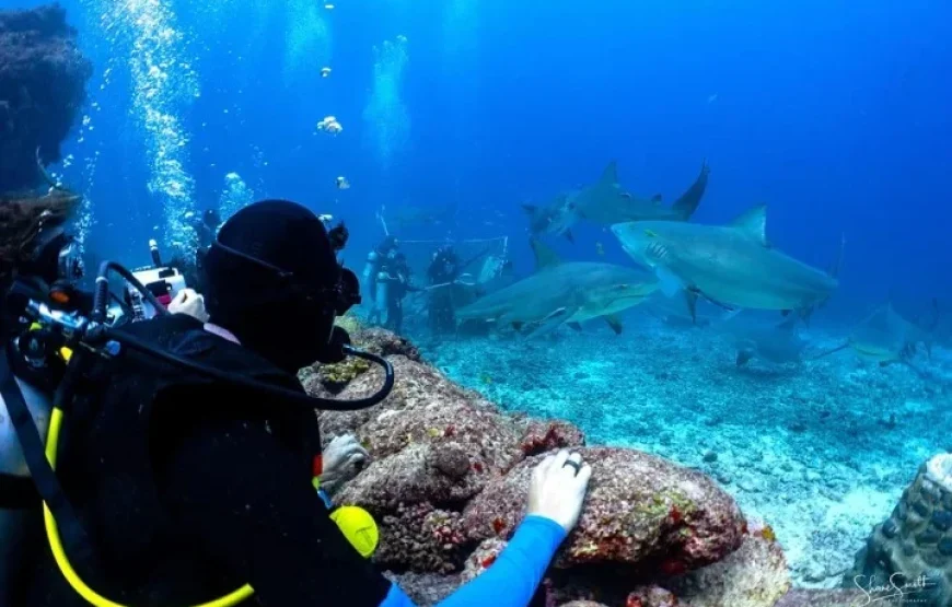 Snorkel with Sharks in Fiji