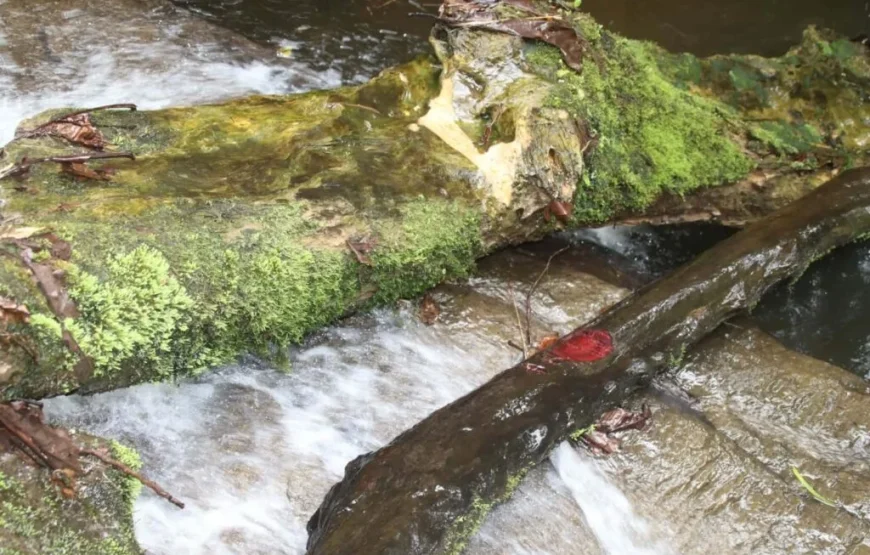Traditional Fijian Village & Nubusenitoa River Pool Tour